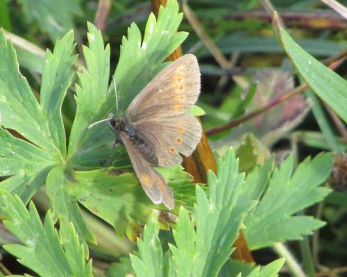 Erebia melampus